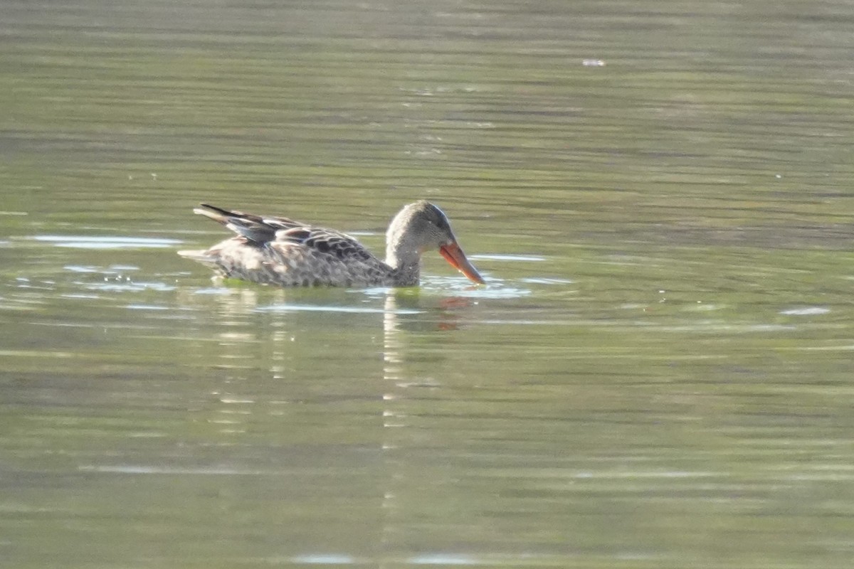 Халбага нугас - ML646870408