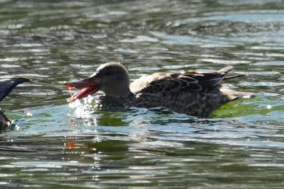 Халбага нугас - ML646870409