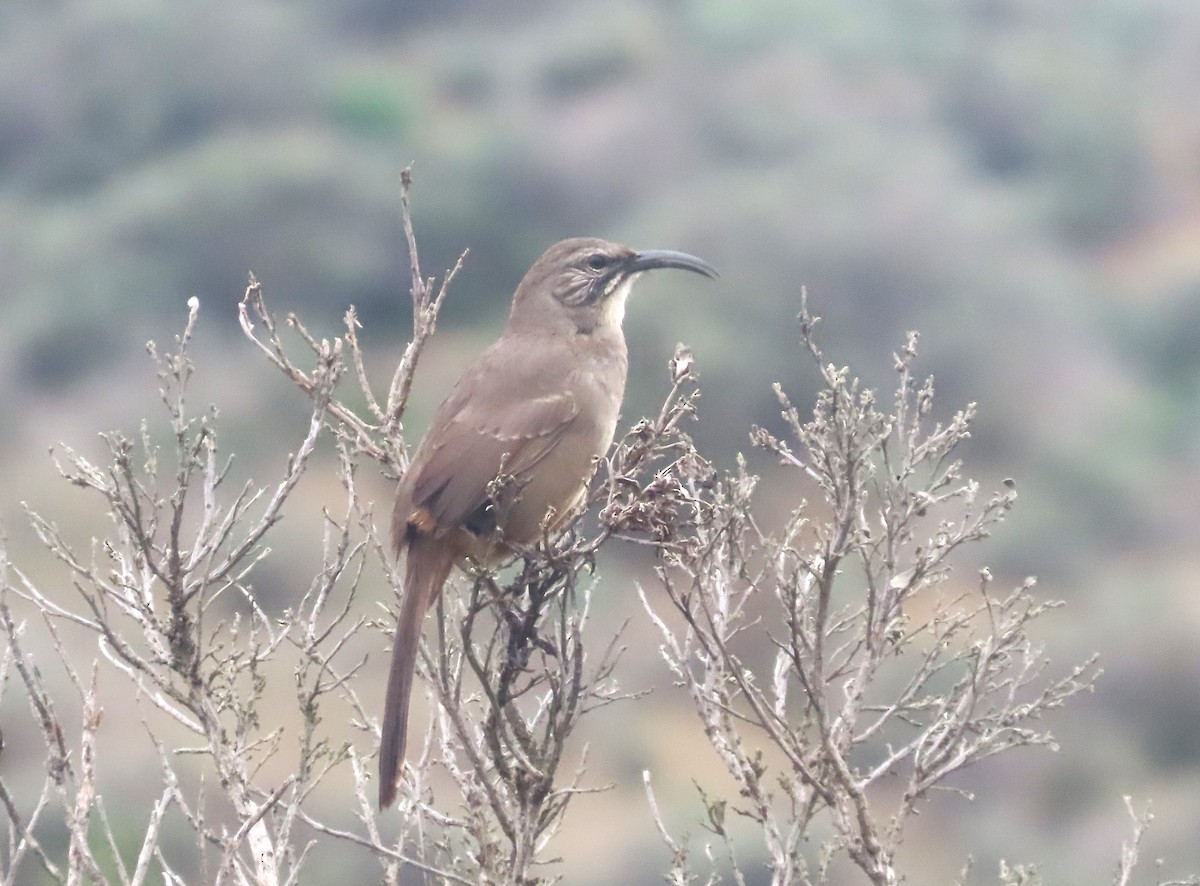 Kalifornienspottdrossel - ML646870410