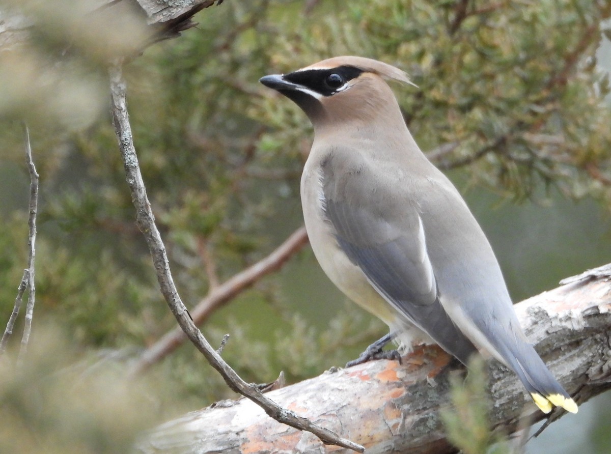 ヒメレンジャク - ML646870411