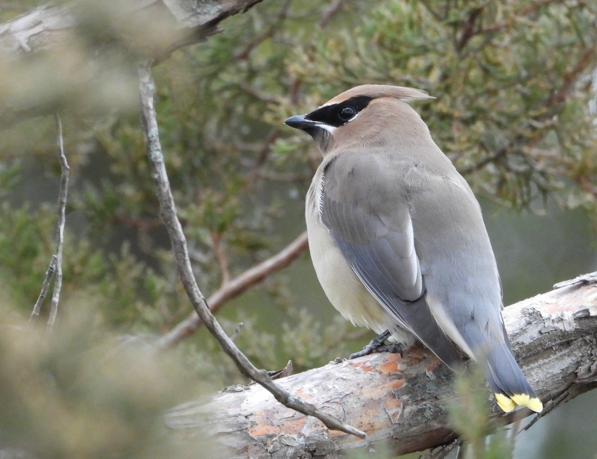 ヒメレンジャク - ML646870412