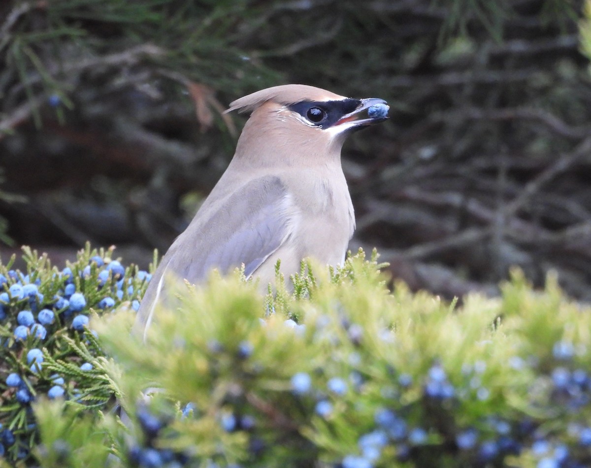 ヒメレンジャク - ML646870413