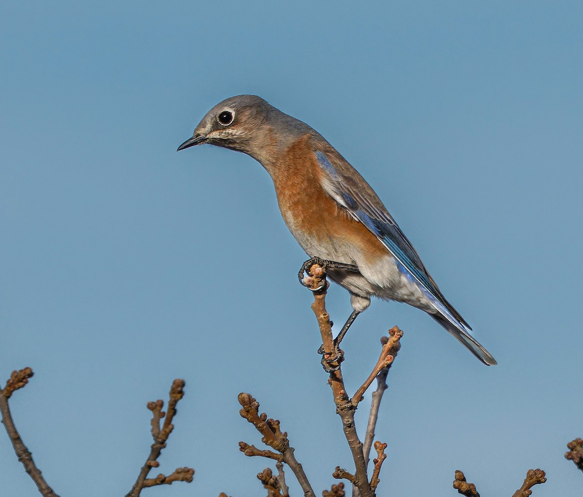 Batılı Mavi Ardıç - ML646870414