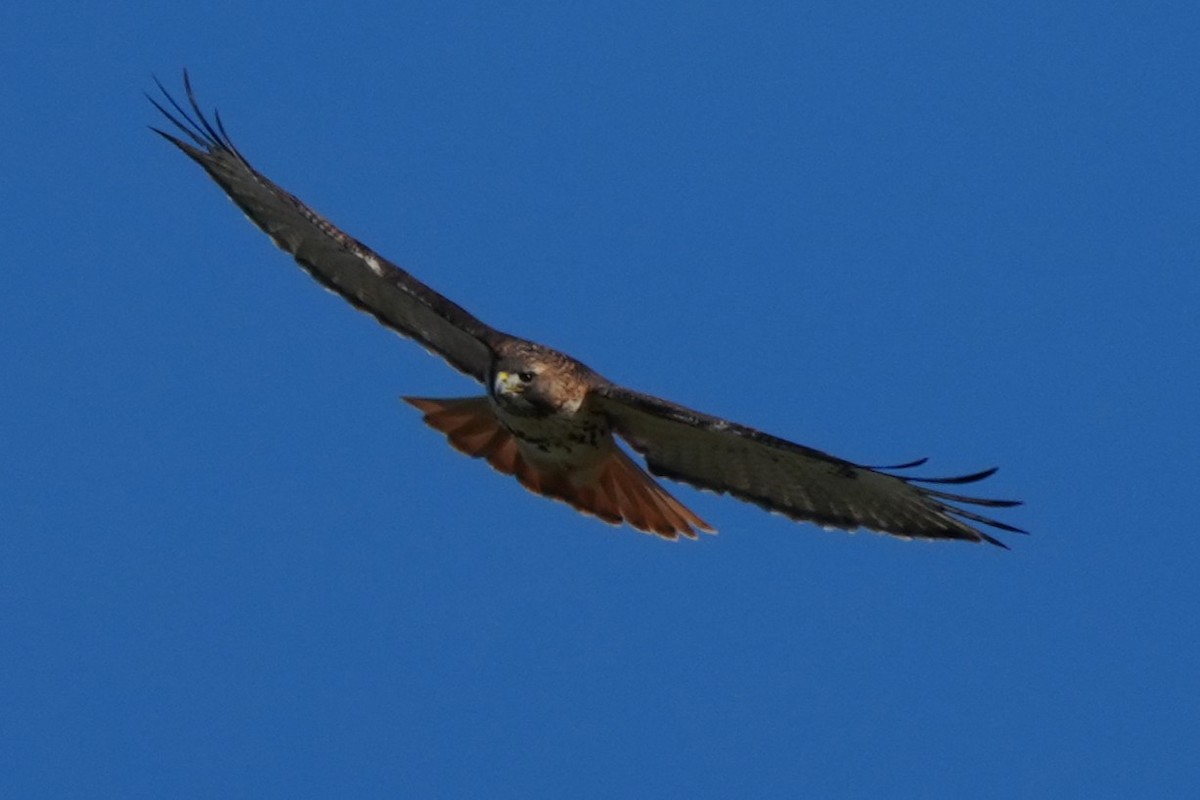 Red-tailed Hawk - ML646870417