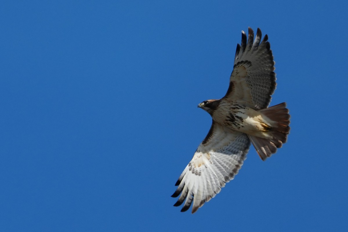 Red-tailed Hawk - ML646870418
