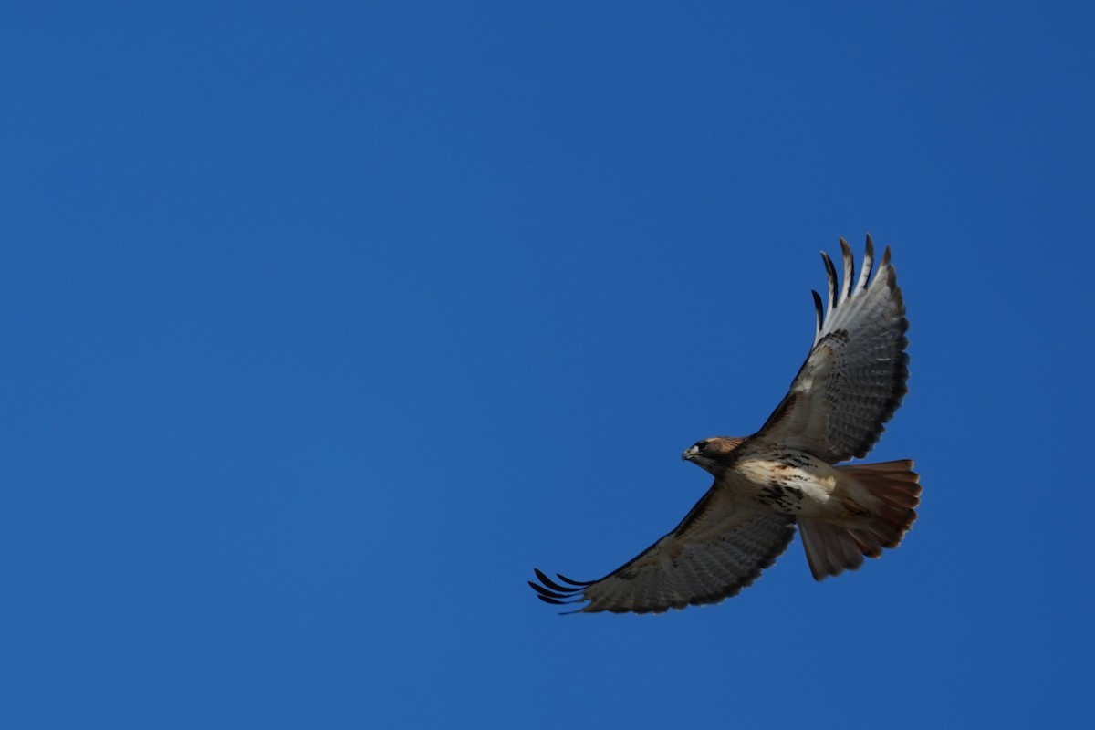 Red-tailed Hawk - ML646870419