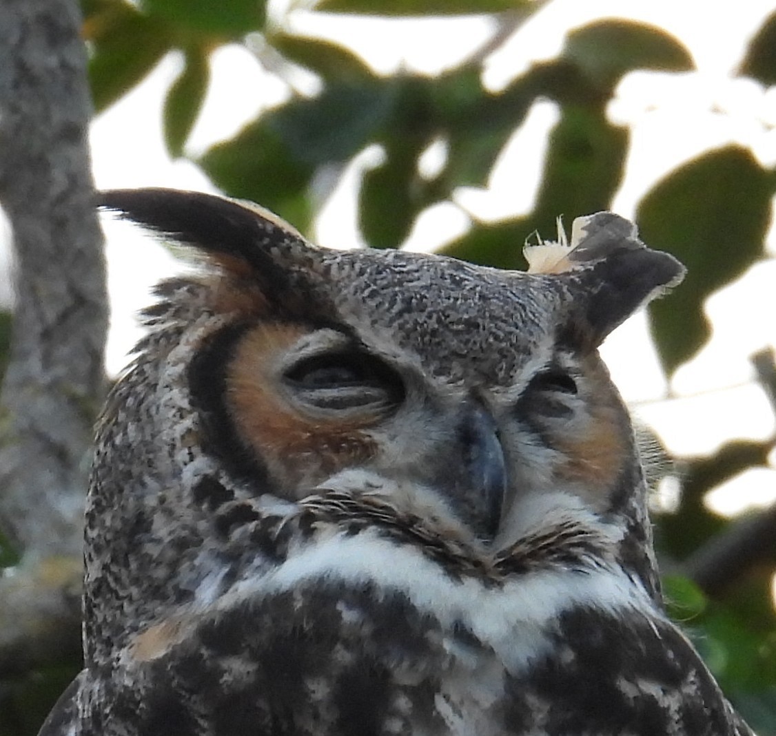 Great Horned Owl - ML646870422
