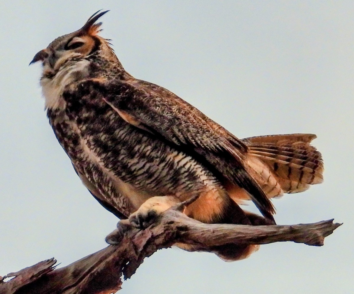 Great Horned Owl - ML646870423