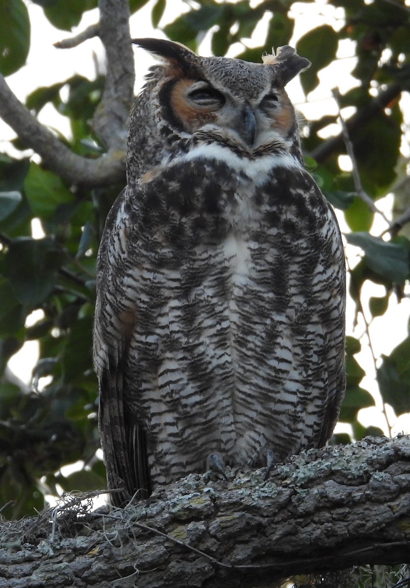Great Horned Owl - ML646870425