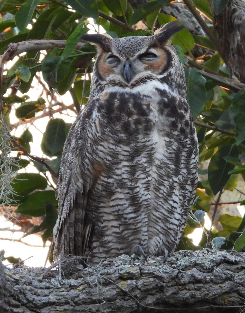 Great Horned Owl - ML646870426