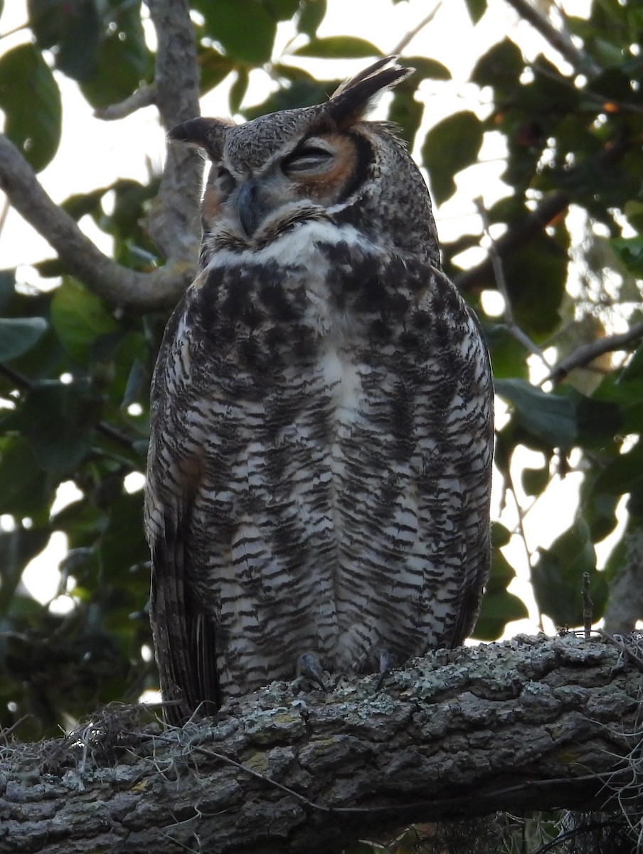 Great Horned Owl - ML646870427