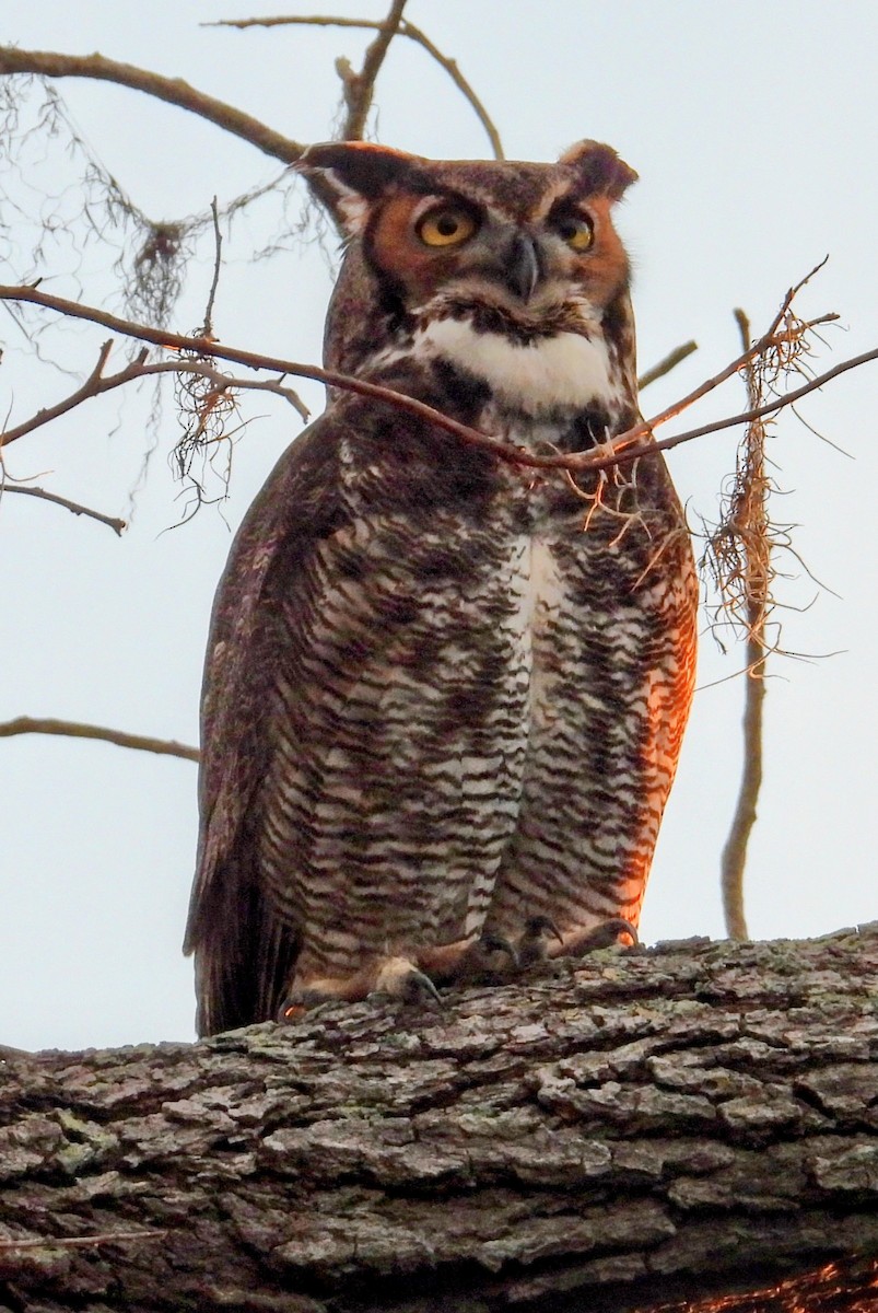 Great Horned Owl - ML646870428