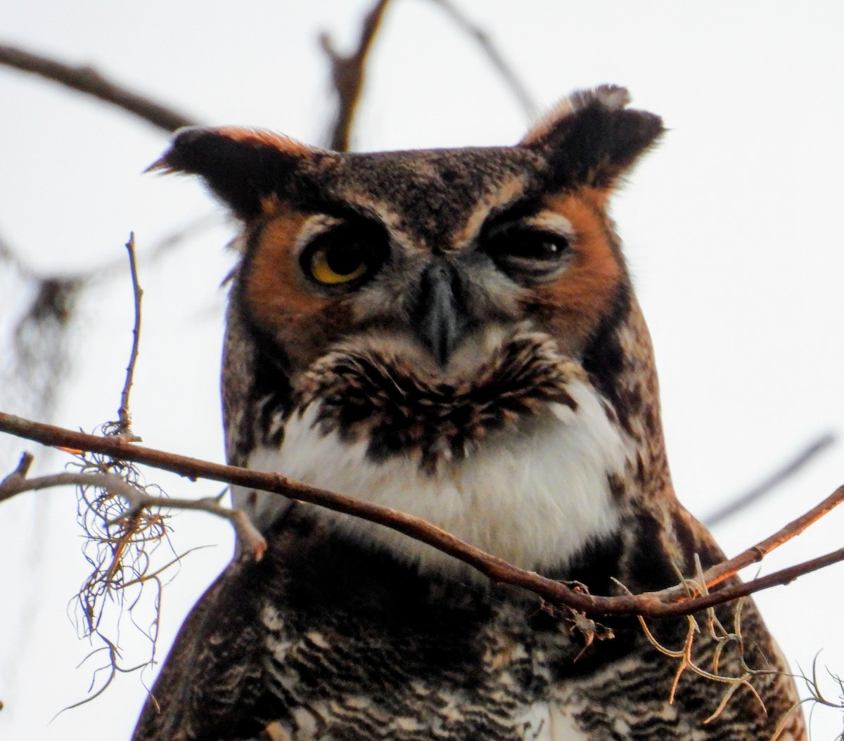 Great Horned Owl - ML646870429