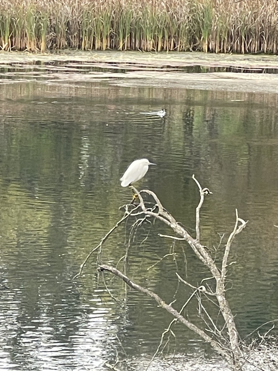 Чепура американська - ML646870431