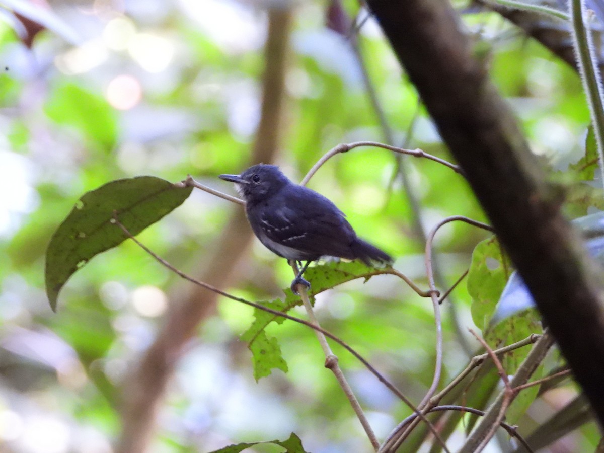 White-flanked Antwren - ML646870432
