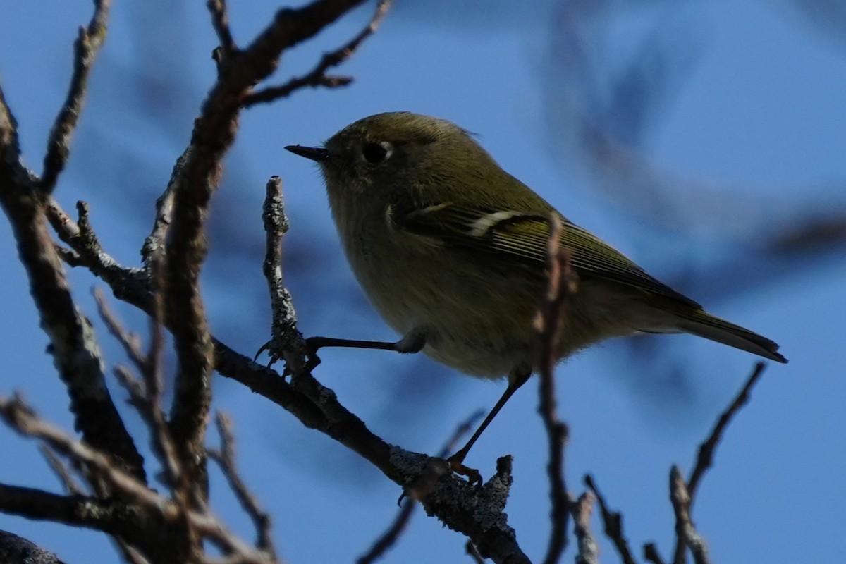 Ruby-crowned Kinglet - ML646870433
