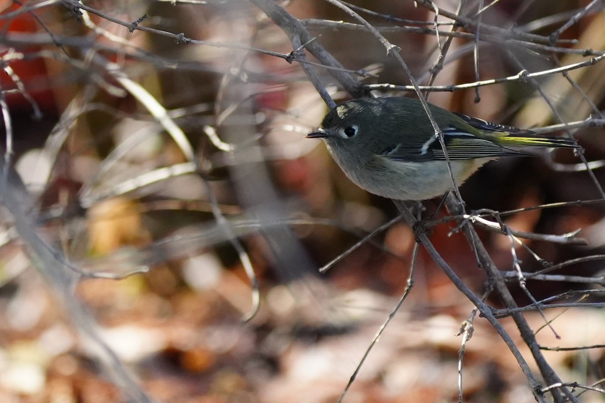 Ruby-crowned Kinglet - ML646870434