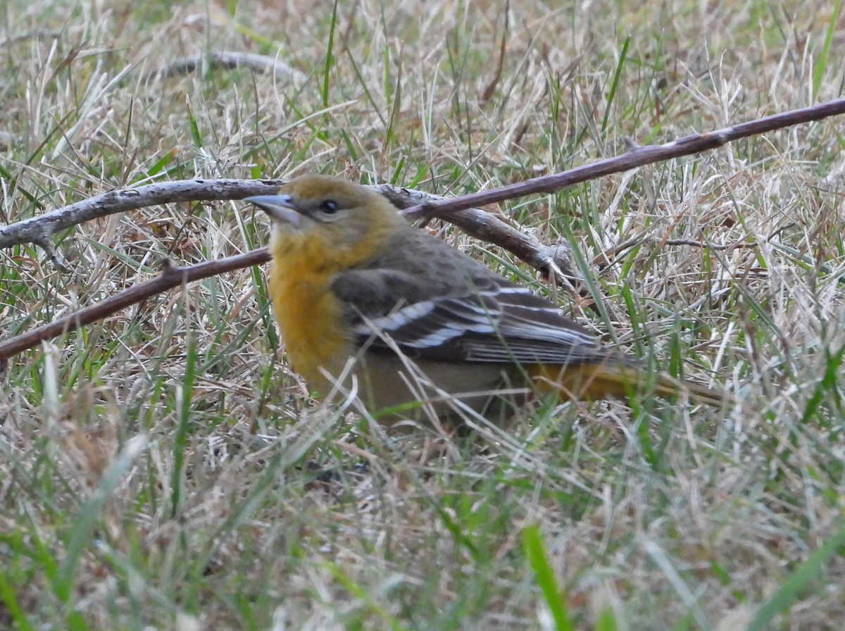 Балтиморский трупиал - ML646870436