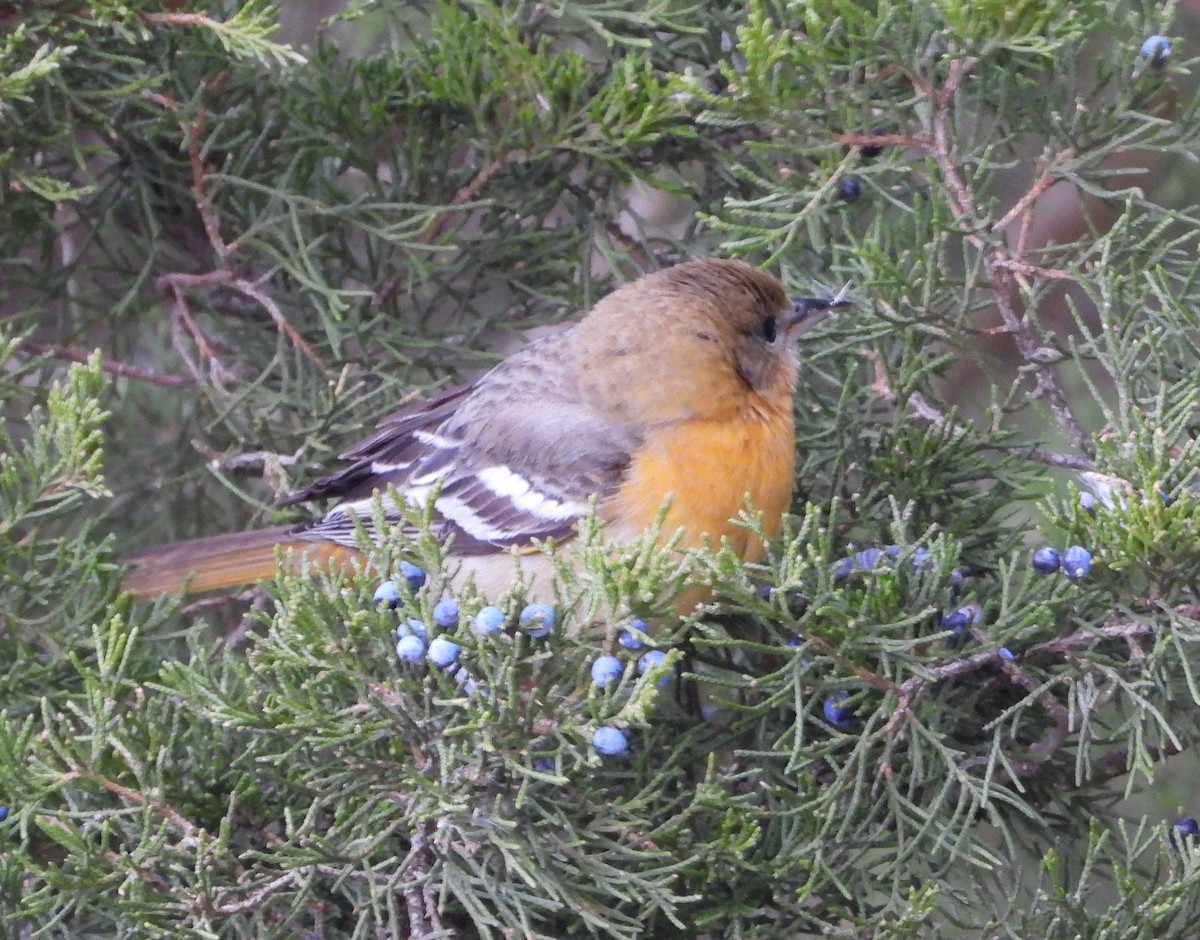 Балтиморский трупиал - ML646870437