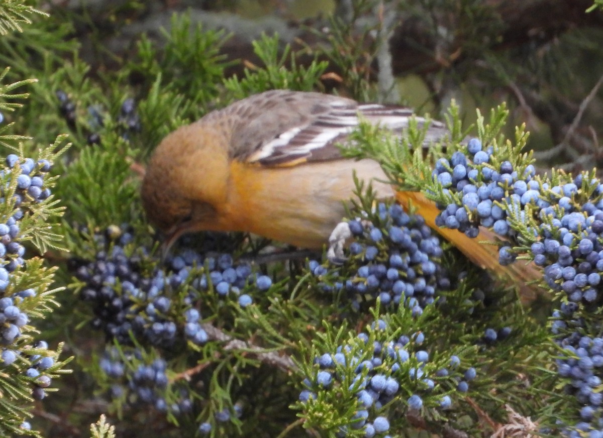 Балтиморский трупиал - ML646870438