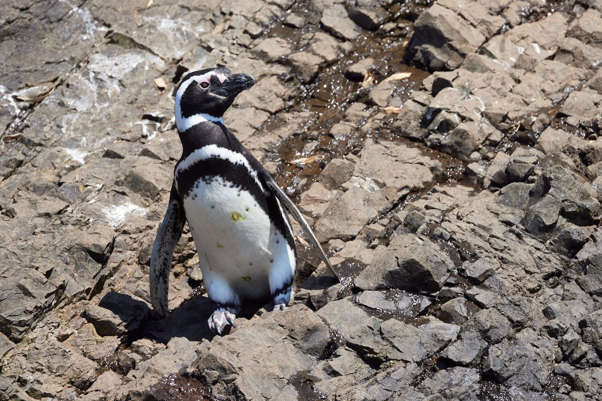 Magellanic Penguin - ML646870441