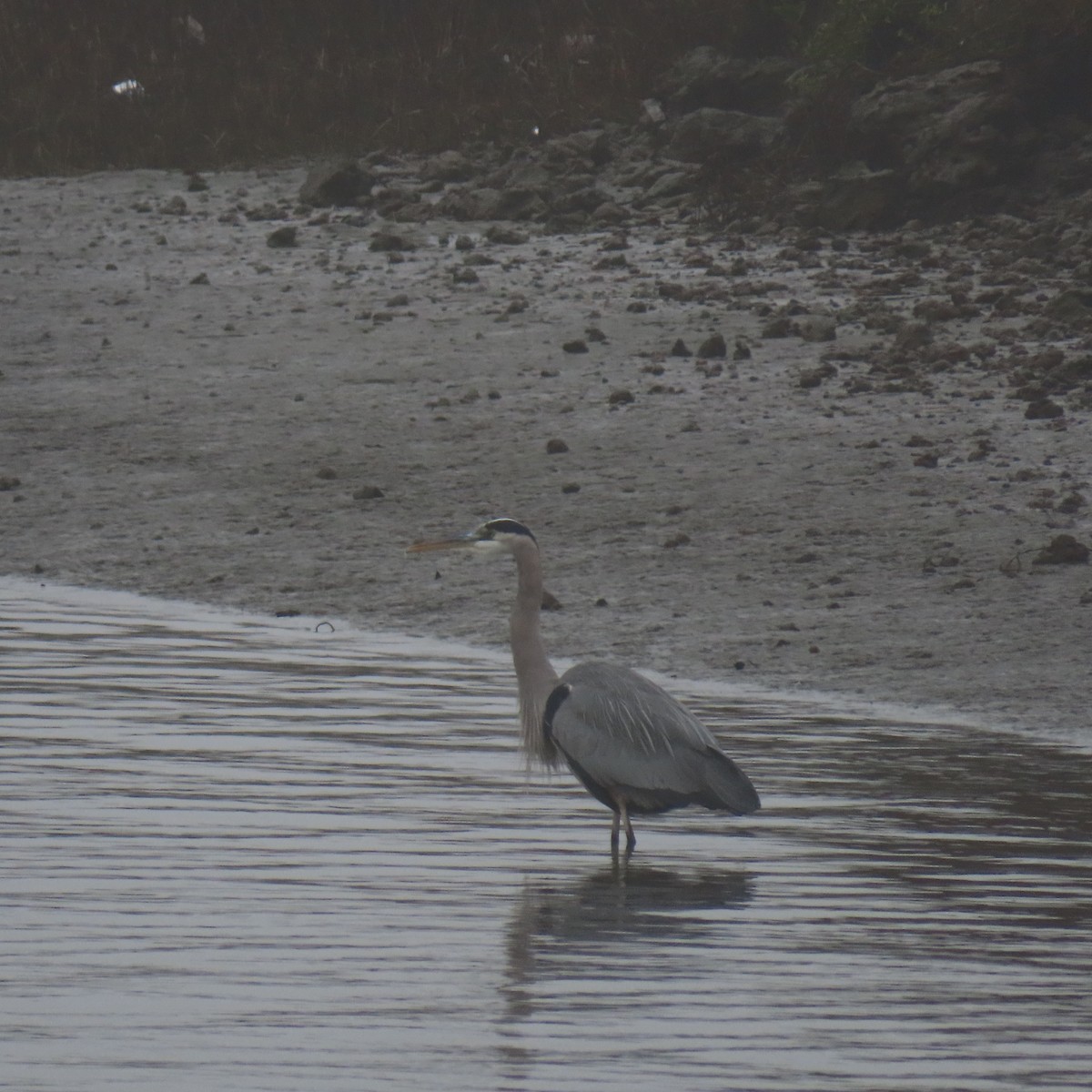 Great Blue Heron - ML646870446