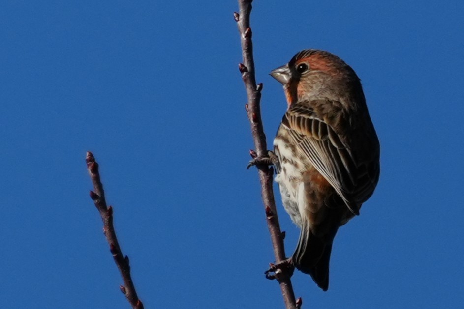 House Finch - ML646870452