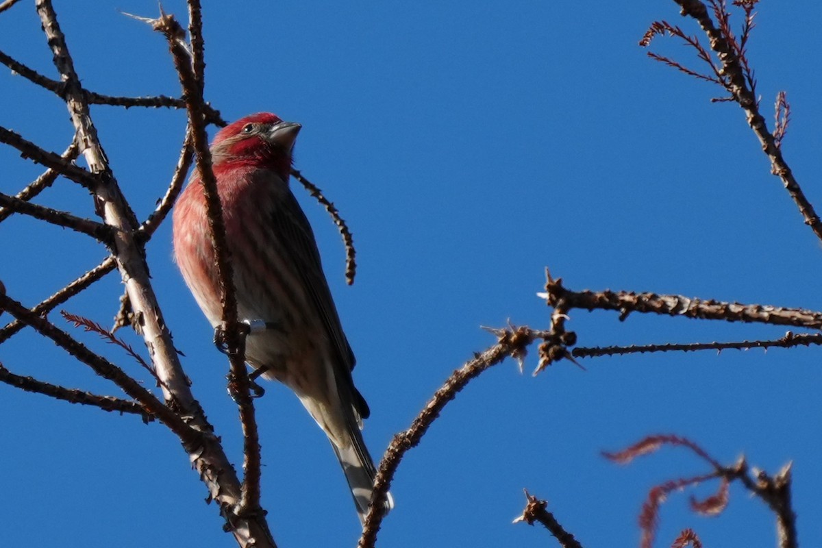 House Finch - ML646870453