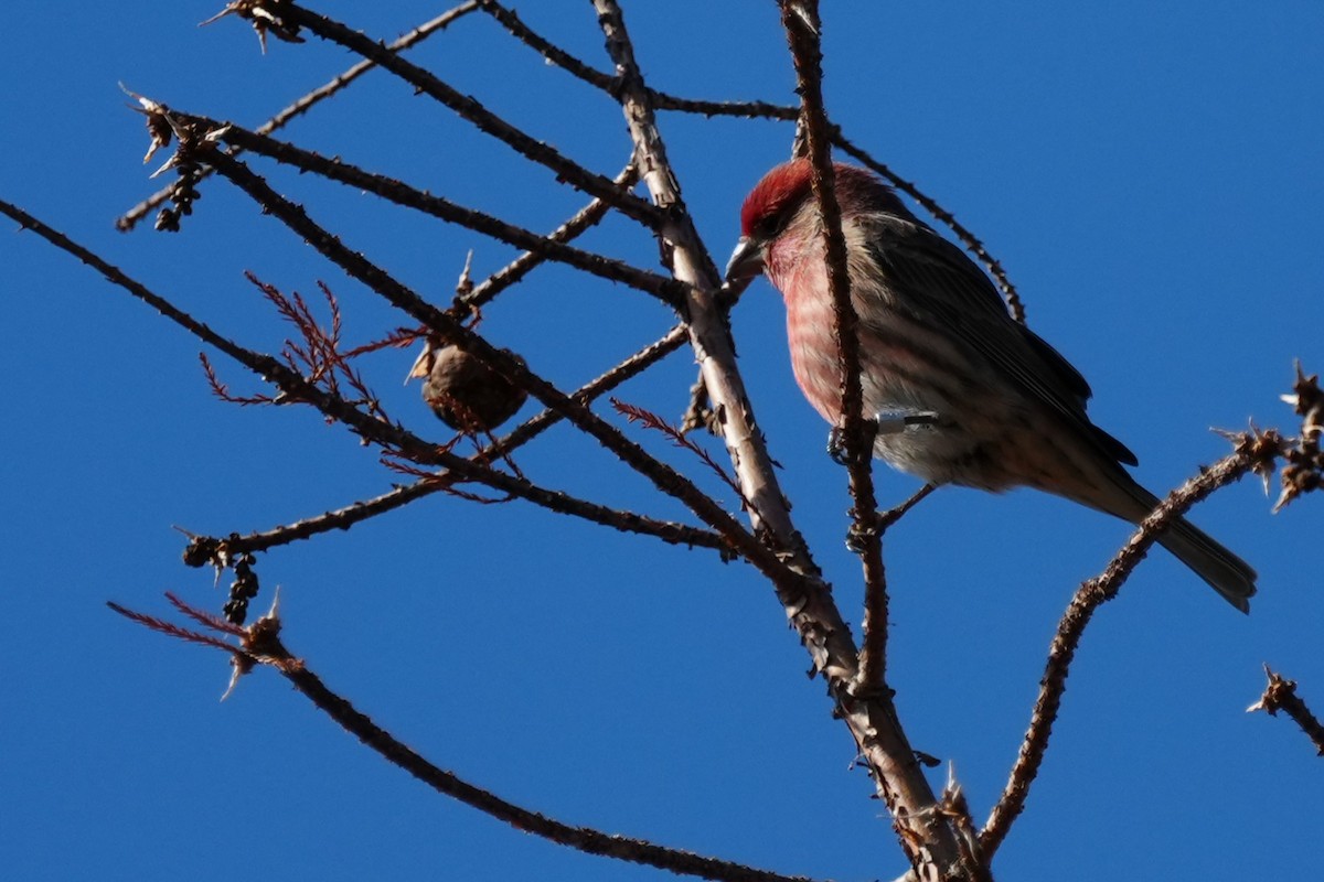 House Finch - ML646870454