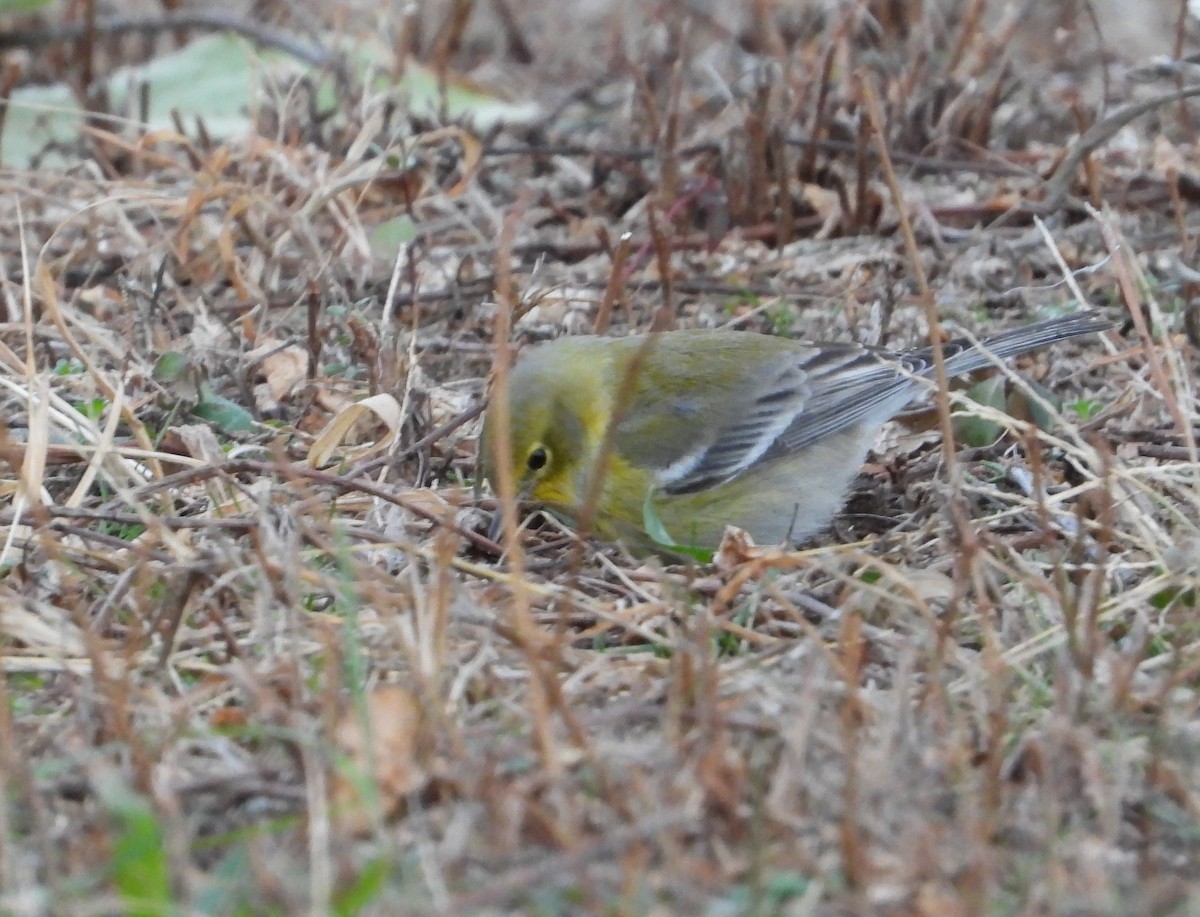 Сосновая древесница - ML646870456