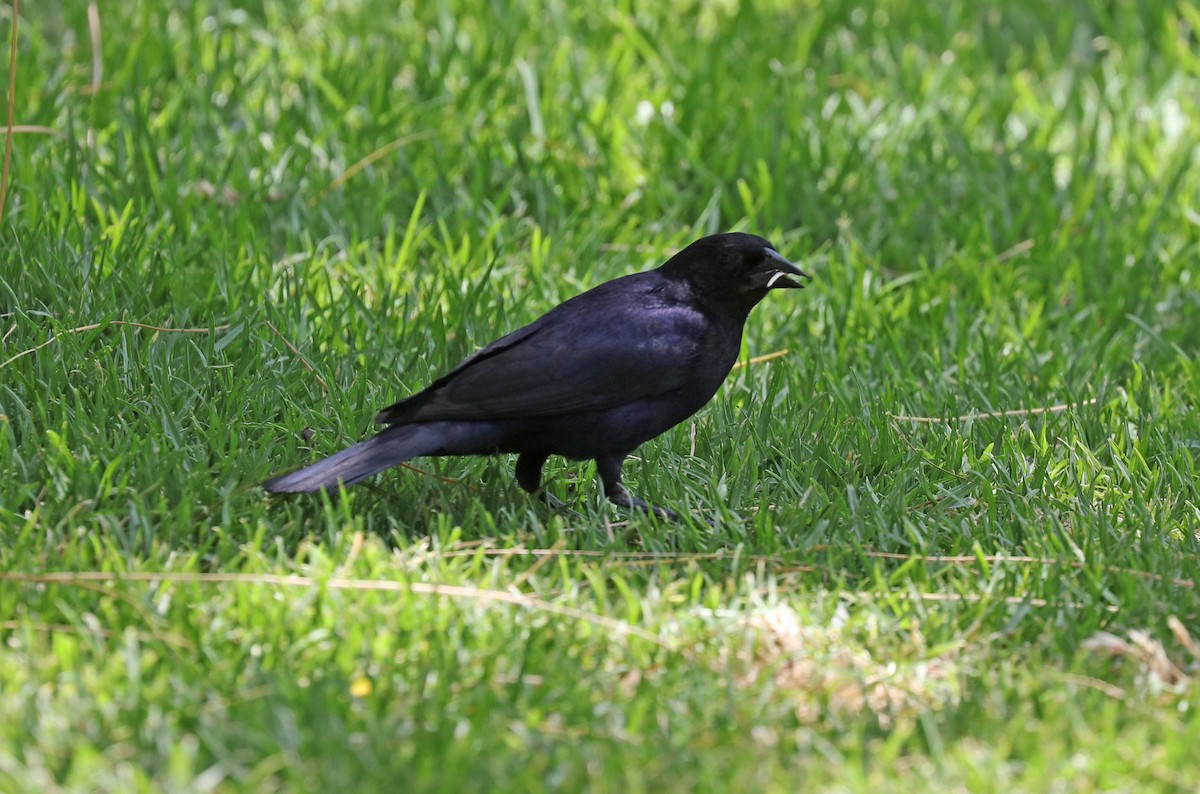 Shiny Cowbird - ML646870460