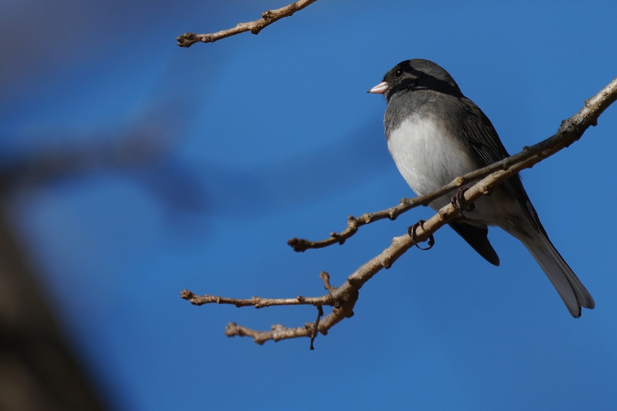 Dark-eyed Junco - ML646870461