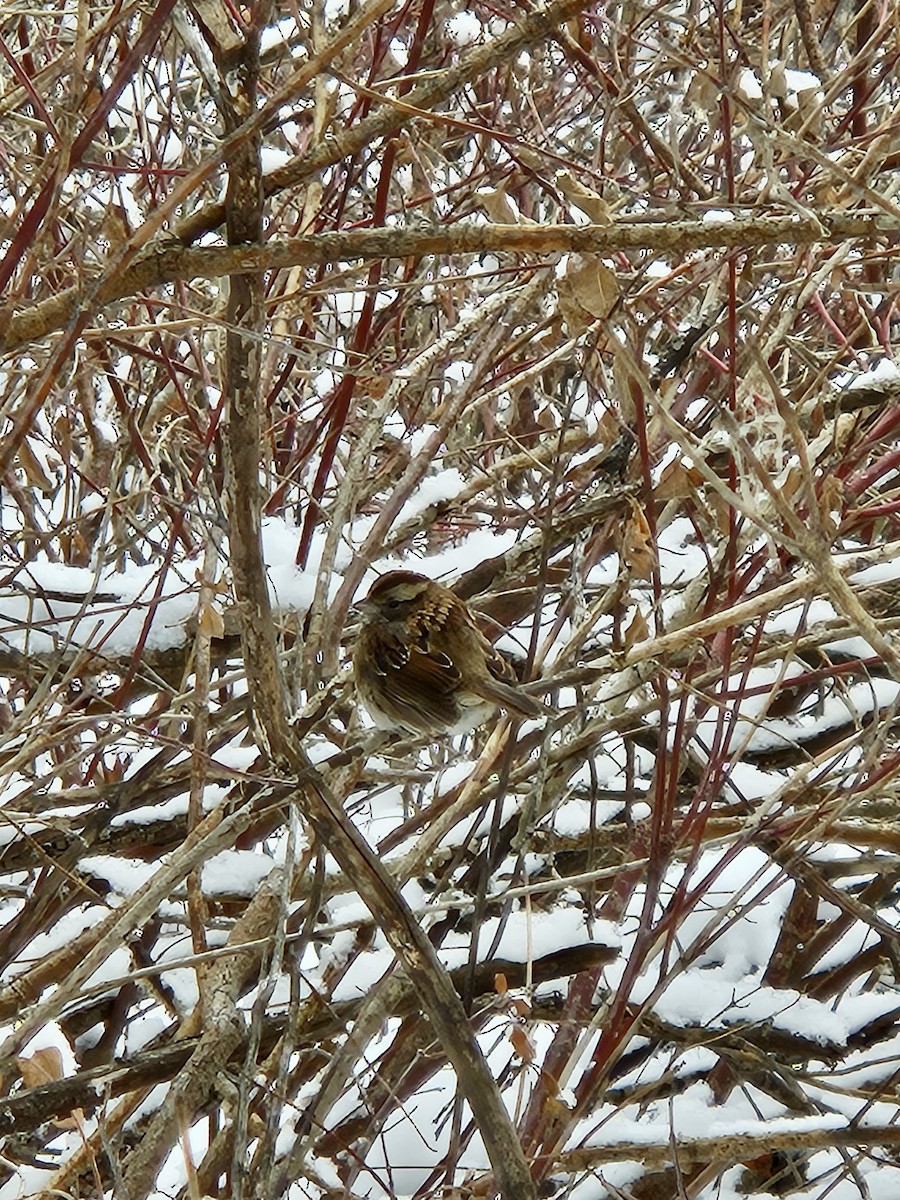 Белогорлая зонотрихия - ML646870464