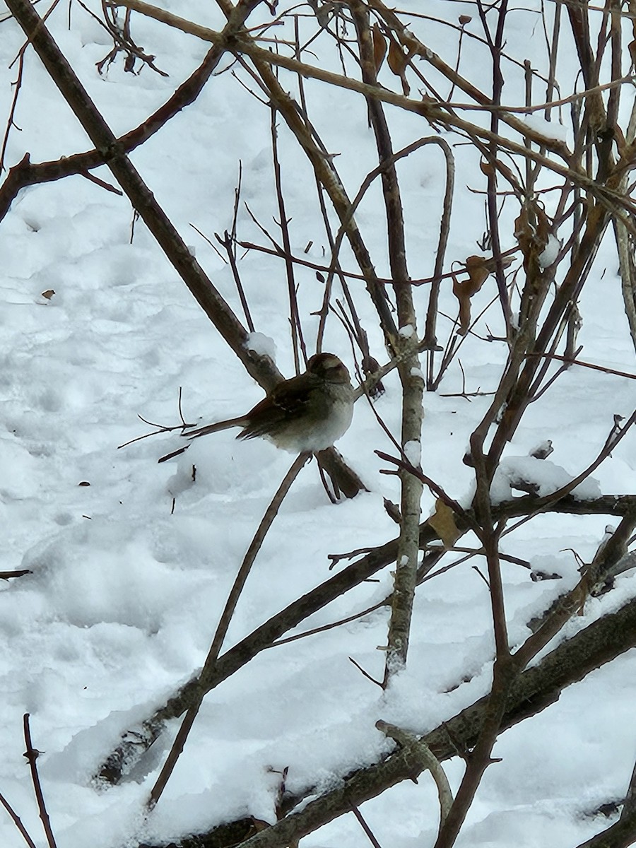 Белогорлая зонотрихия - ML646870465