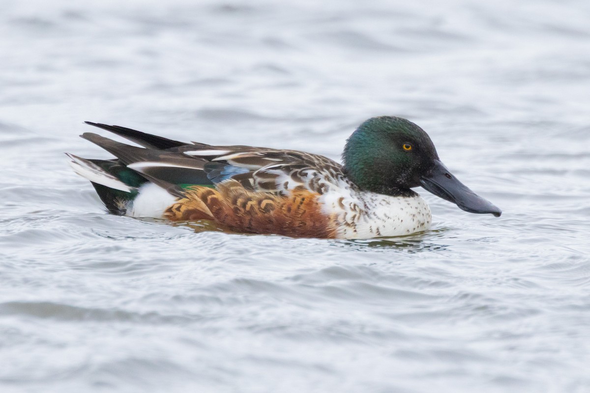 Cuchara Común - ML646870466