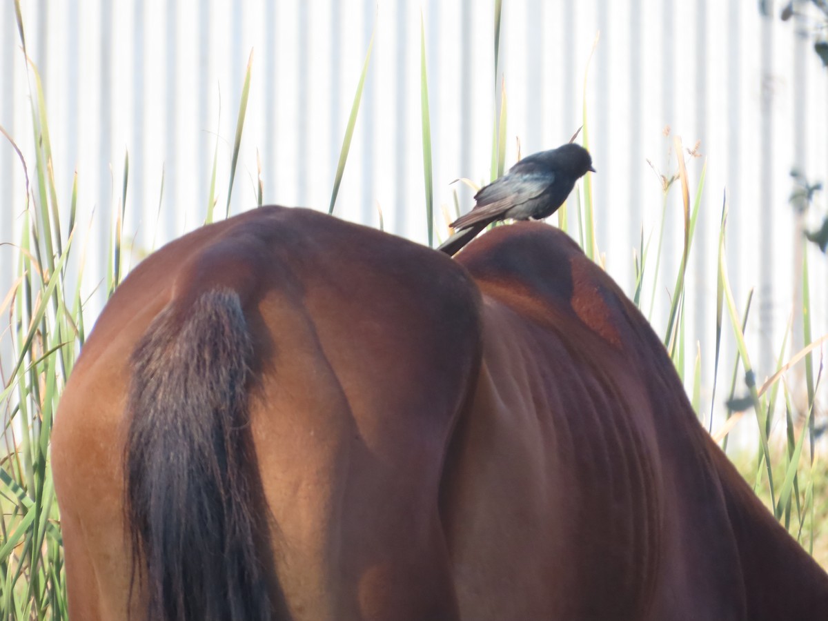 Black Drongo - ML646870467