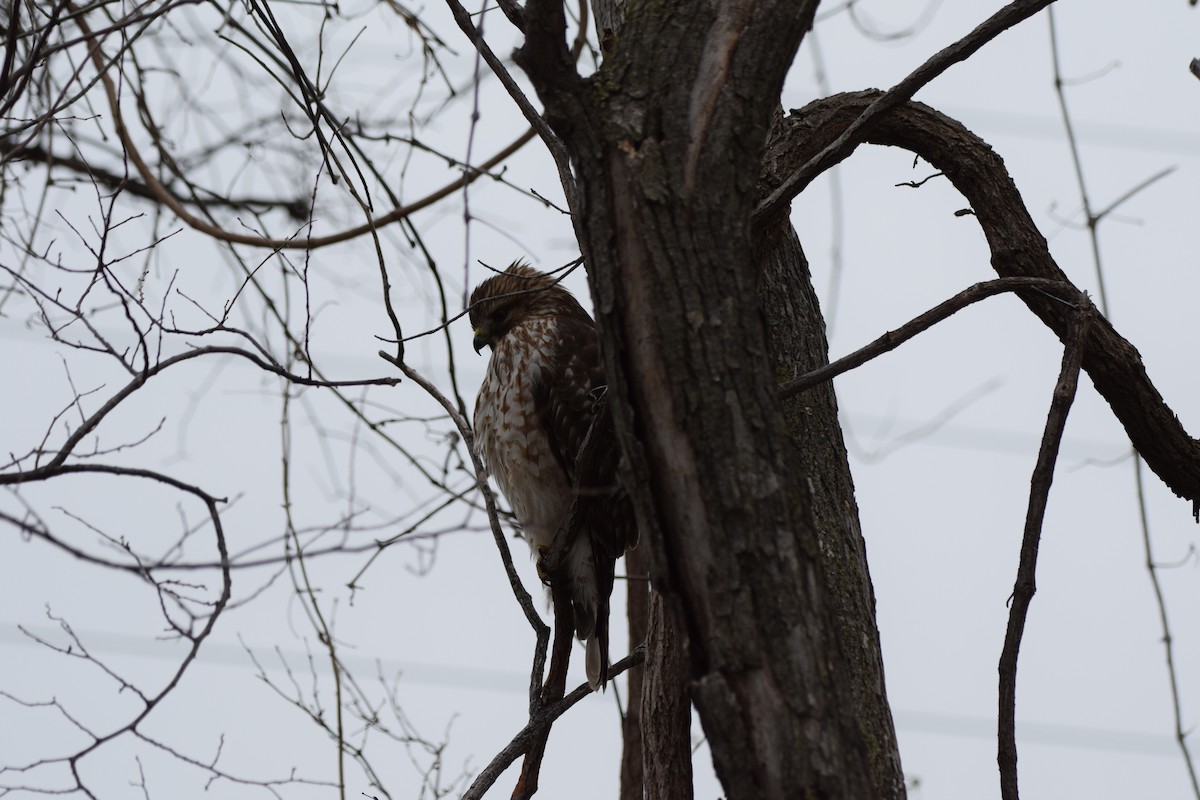 Канюк рудоплечий - ML646870468