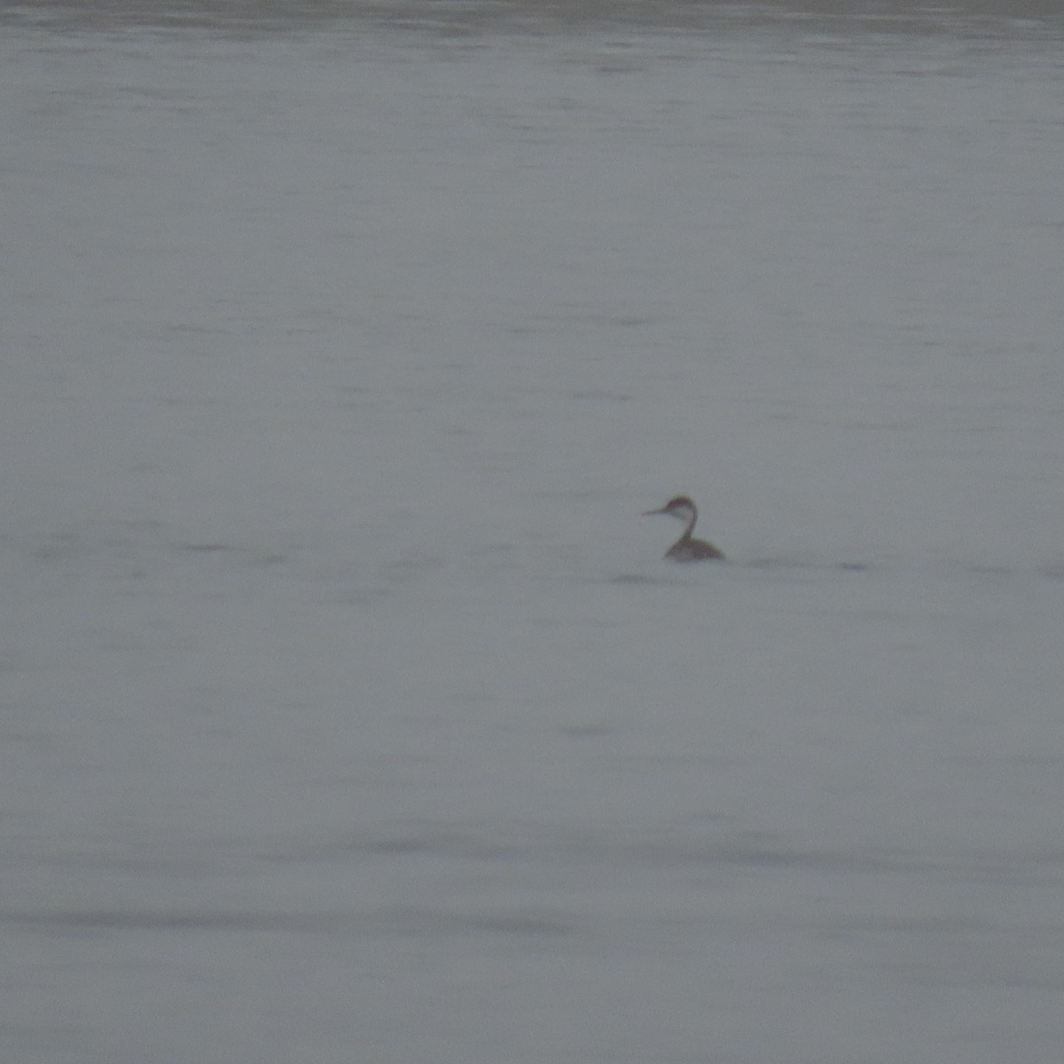 Western Grebe - ML646870469