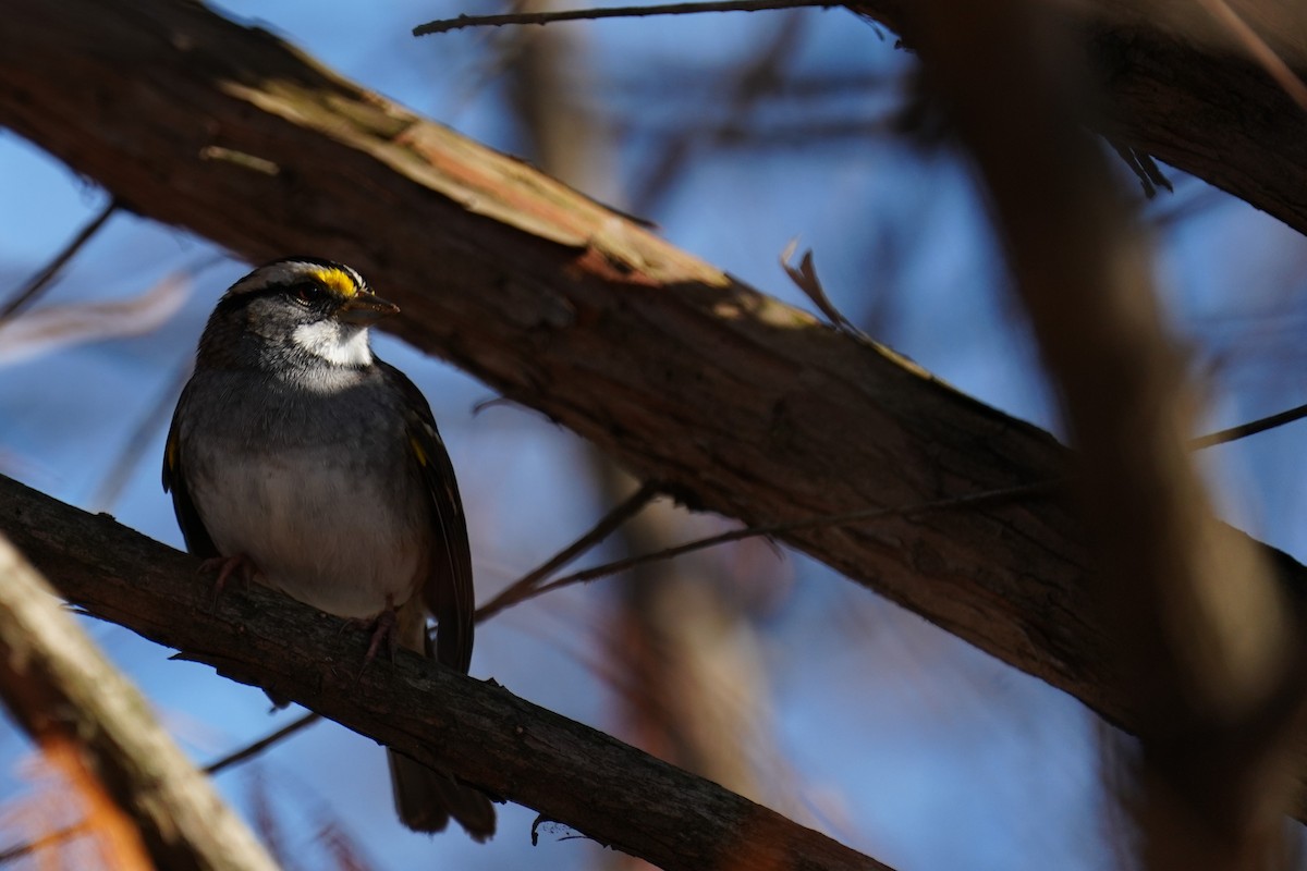 White-throated Sparrow - ML646870470