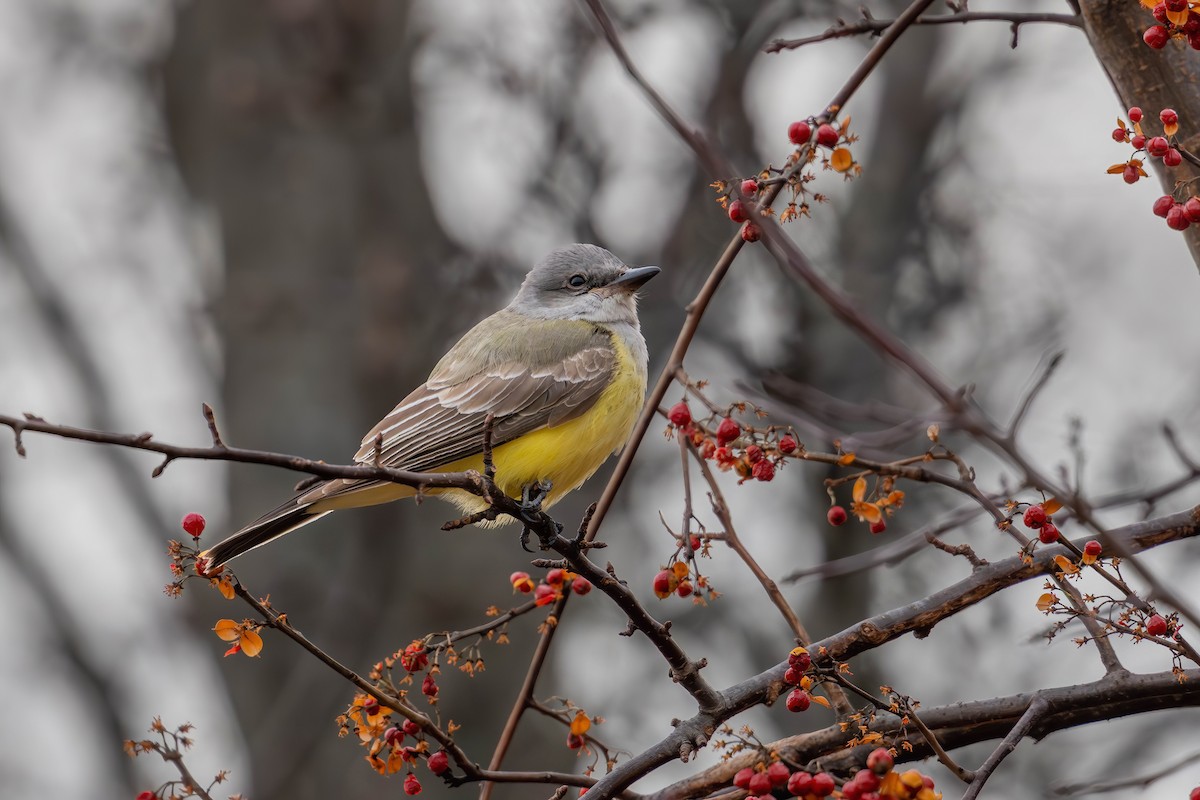 Western Kingbird - ML646870471
