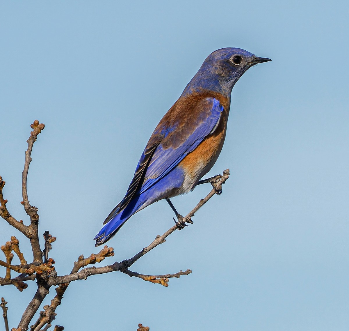 Batılı Mavi Ardıç - ML646870472