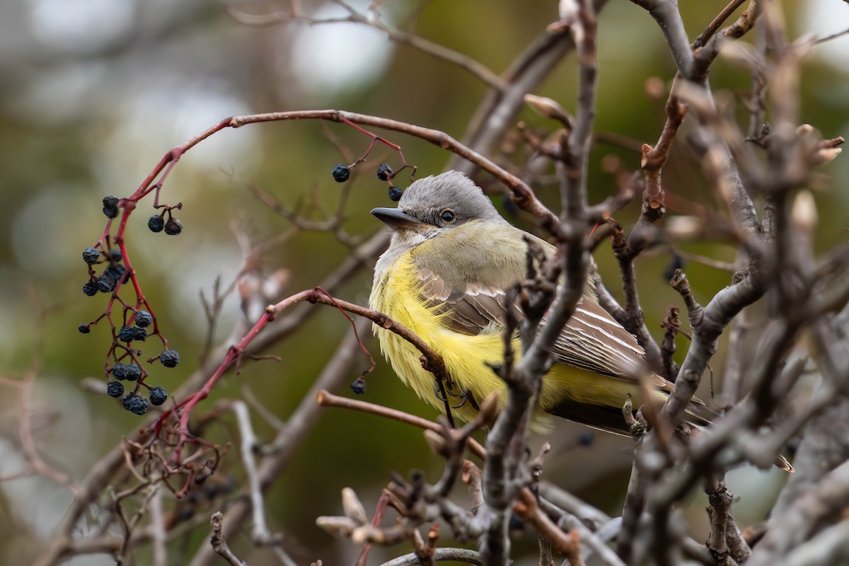 Western Kingbird - ML646870473