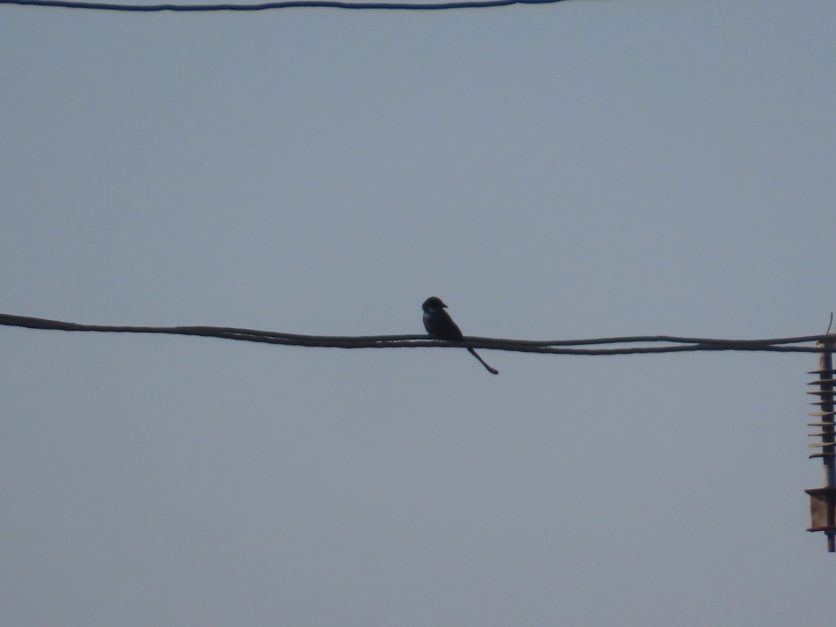 Black Drongo - ML646870474