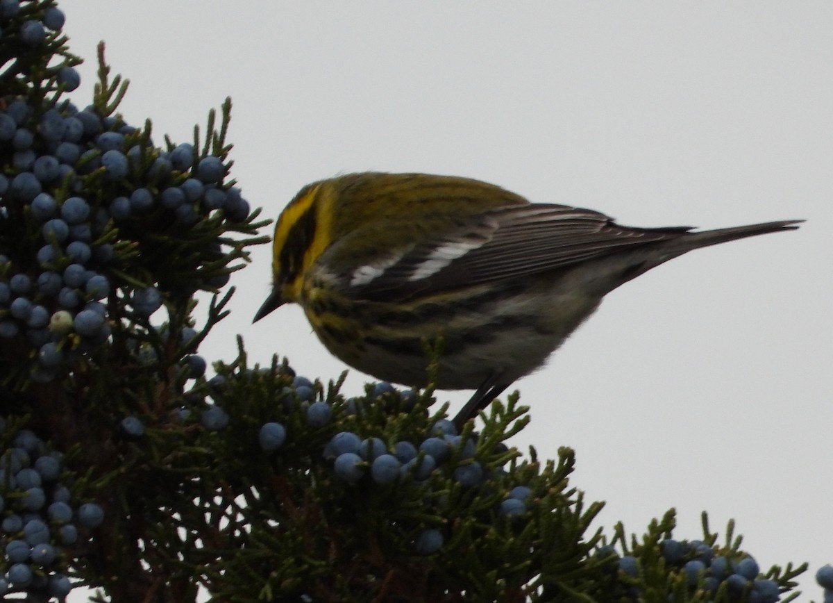 Желтобровая древесница - ML646870475