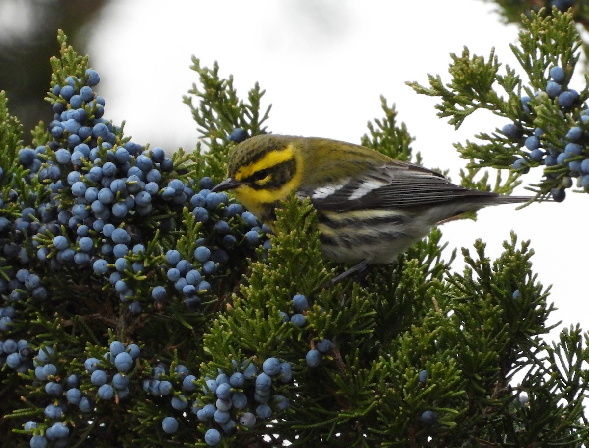 Желтобровая древесница - ML646870476