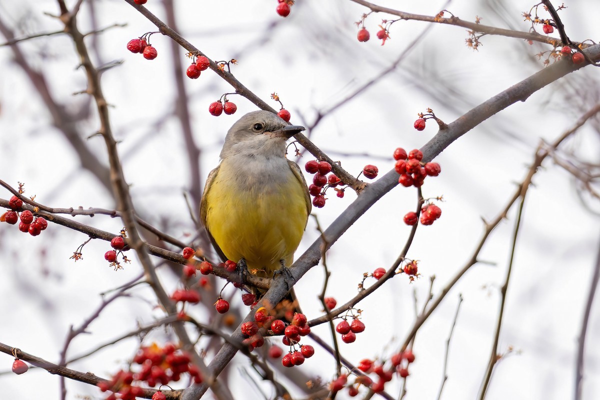 Western Kingbird - ML646870477