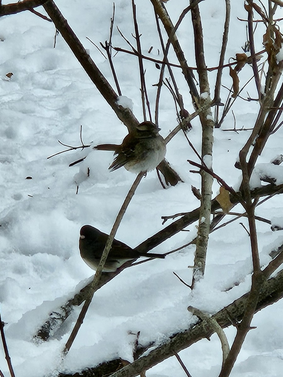 Серый юнко (Серый) - ML646870478