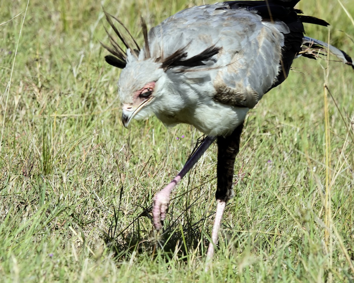 Secretarybird - ML646870480