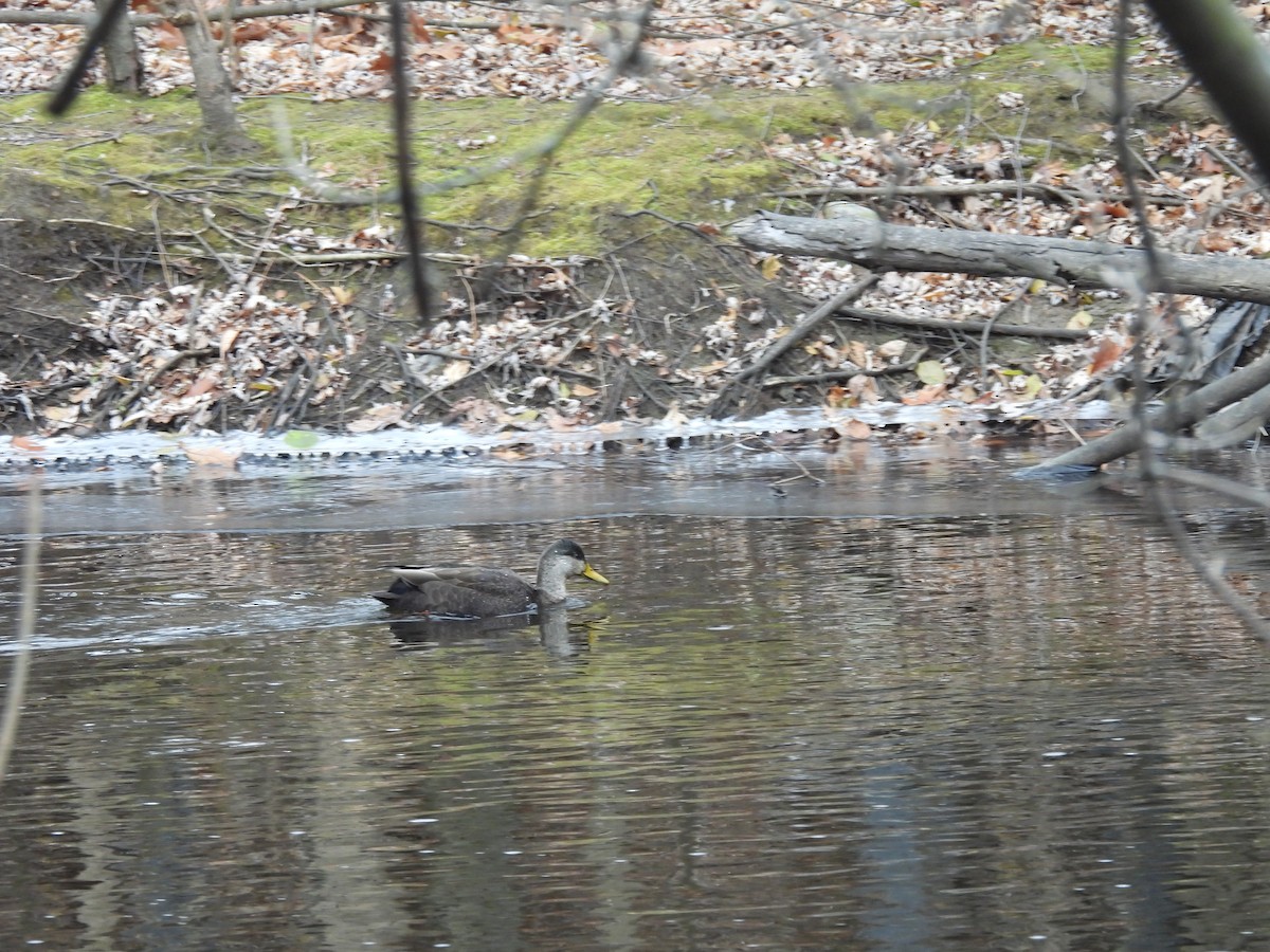 Ánade Sombrío - ML646870482