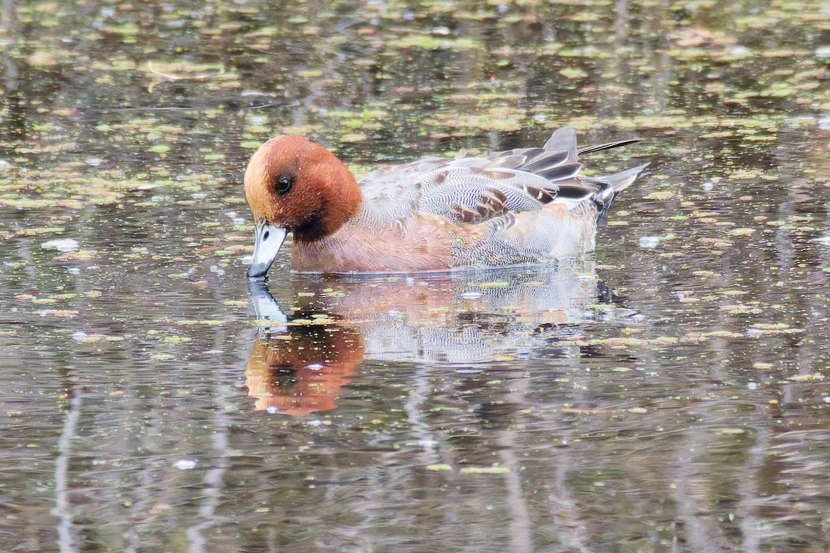 Eurasian Wigeon - ML646870484